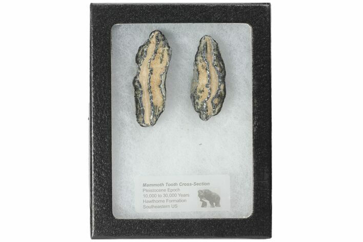 Mammoth Molar Slices With Case - South Carolina #99513